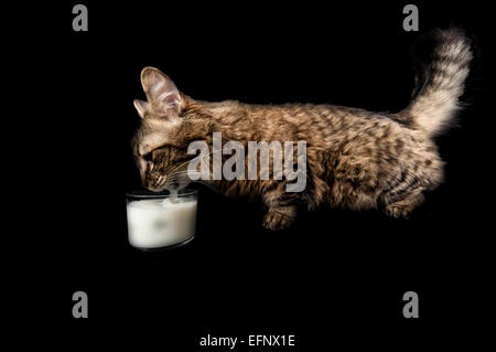 Una rara Munchkin razza di gatto bere latte contro uno sfondo nero Foto Stock