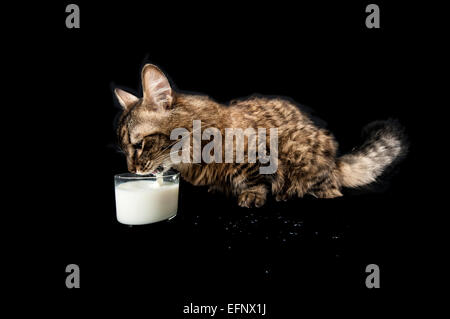 Una rara Munchkin razza di gatto bere latte contro uno sfondo nero Foto Stock