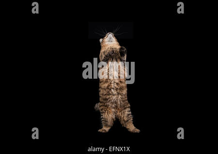 Una rara Munchkin razza di gatto bere latte contro uno sfondo nero Foto Stock