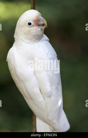 Souh Africa, Uccelli di Eden, Tanimbar corella aka Goffin's (Cacatua goffiniana cacatua). Foto Stock