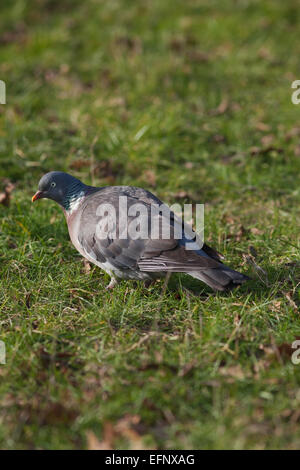 Woodpigeon (Columba palumbus). Rovistando sul terreno tra l'erba, ricerca di semi vegetali commestibili parti. Foto Stock