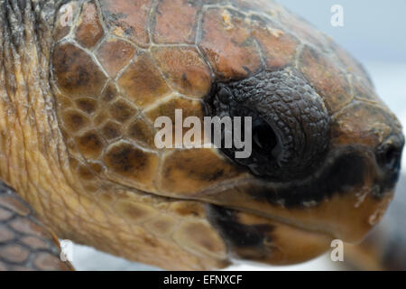 Occhio della tartaruga Caretta caretta, essendo misurati e contrassegnati da scienziati, isola Pico, Azzorre, Oceano Atlantico. Foto Stock