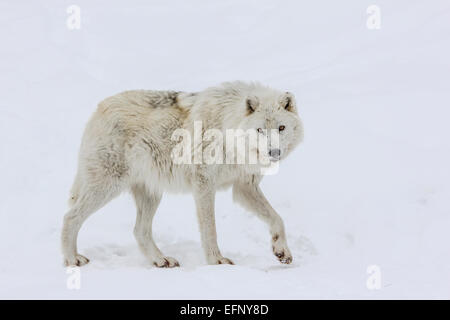 Arctic Wolf in attesa di cibo Foto Stock