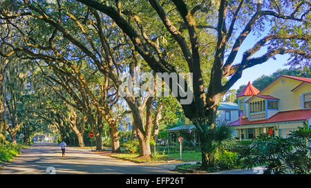 Muschio spagnolo tettoia sopra strada residenziale di Sant Agostino, Florida. Foto Stock