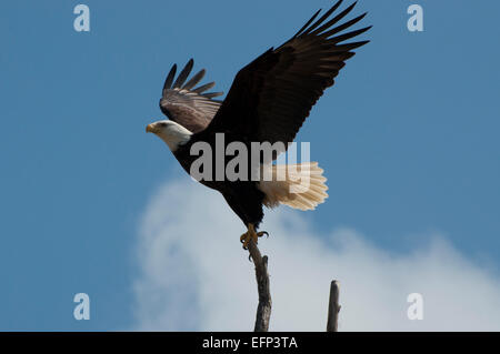 Aquila calva di prendere il volo di Twin porti del Parco Statale di Porta Ovest, WA, Stati Uniti d'America. Foto Stock