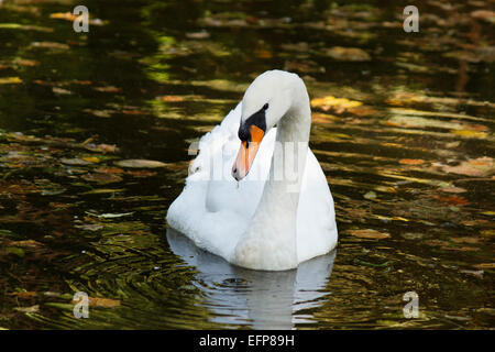 Il White Swan galleggiante su un laghetto Foto Stock