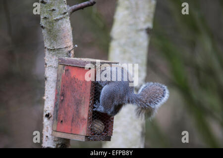 Scoiattolo grigio orientale scoiattolo grigio Sciurus carolinensis saccheggiare un bird feeder e si incunea nell'apertura Foto Stock