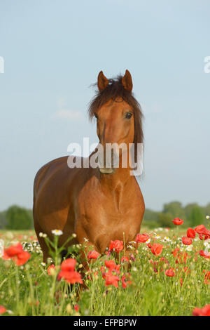 Paso Fino Bay adulto permanente del campo di papavero Germania Foto Stock