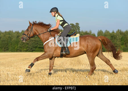 Tredici-anno-vecchia ragazza che indossa il casco paraschiena back Sport irlandesi Pony cavallo al galoppo campo di stoppie Germania Foto Stock