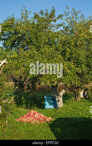 Vecchio apple-alberi e alveari nel villaggio. Foto Stock