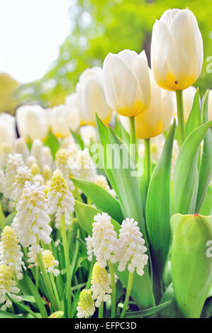 Muscari botryoides e tulipani in primavera Foto Stock