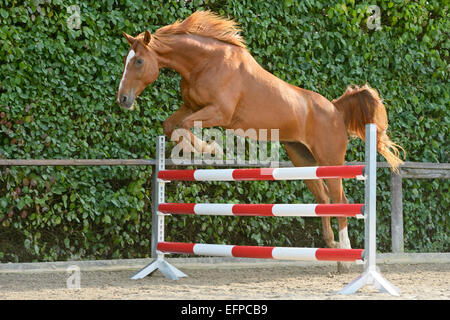 Hanoverian cavallo salto libero germania Foto Stock