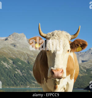 Simmental Ritratto di bestiame bovino adulto visto contro lo sfondo di montagna Tirolo Austria Foto Stock