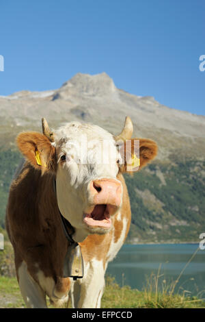 Simmental Ritratto di bestiame bovino adulto mooing visto contro lo sfondo di montagna Tirolo Austria Foto Stock