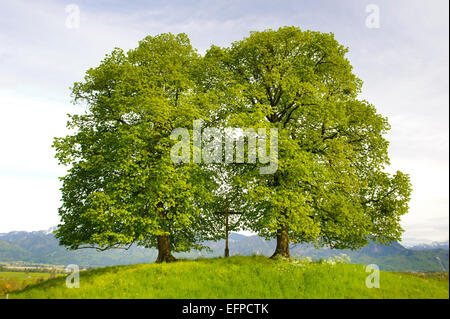 Due grandi vecchi alberi sulla collina in Baviera Foto Stock