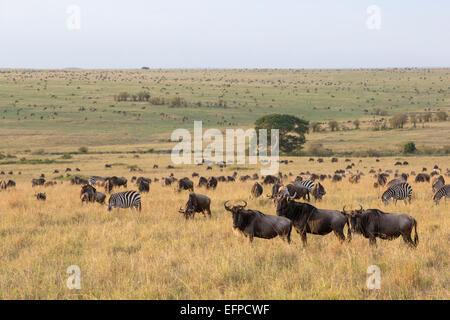 Blue Gnu Connochaetes taurinus Zebra Equus quagga migrazione di Savannah il Masai Mara riserva nazionale del Kenya Foto Stock