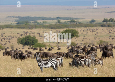 Blue Gnu Connochaetes taurinus Zebra Equus quagga migrazione di Savannah il Masai Mara riserva nazionale del Kenya Foto Stock