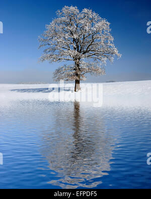 Unico grande vecchio albero mirroring su superficie di acqua Foto Stock