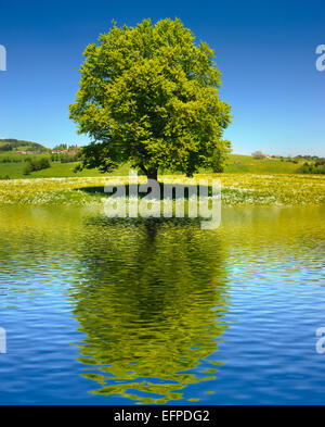 Unico grande vecchio albero mirroring su superficie di acqua Foto Stock