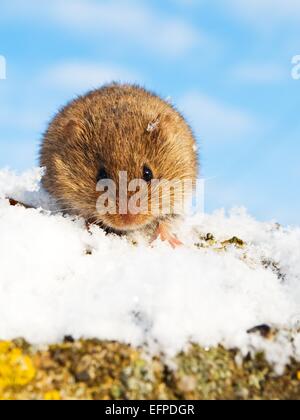 Vole comune nella neve Foto Stock