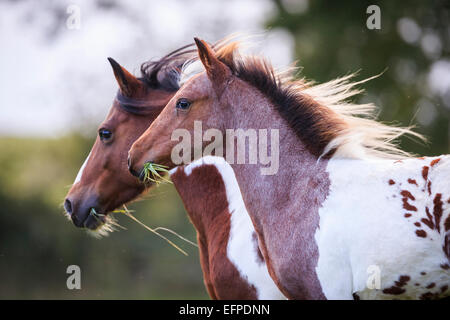 Pony Lewitzer Skewbald mare pascolo di puledro Germania Foto Stock