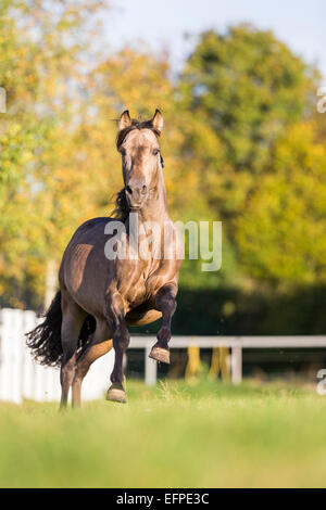 Puro Cavallo Spagnolo andaluso stallone Dun pascolo galoppante Germania Foto Stock