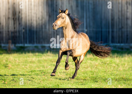 Puro Cavallo Spagnolo andaluso stallone Dun pascolo galoppante Germania Foto Stock