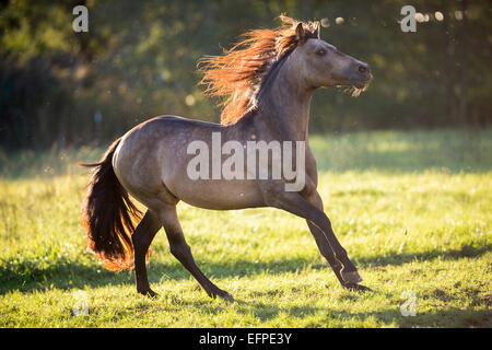 Puro Cavallo Spagnolo andaluso stallone Dun pascolo galoppante Germania Foto Stock