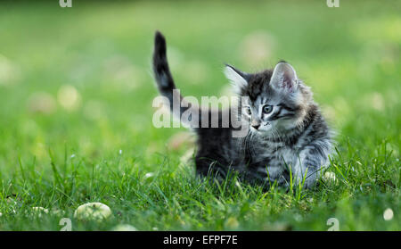 Norvegese delle Foreste Tabby kitten guardando le mele erba Germania Foto Stock