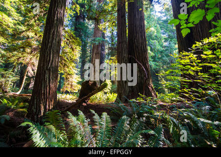 Giganteschi alberi di sequoia in Redwoods nazionali e i parchi statali della California, Stati Uniti d'America Foto Stock