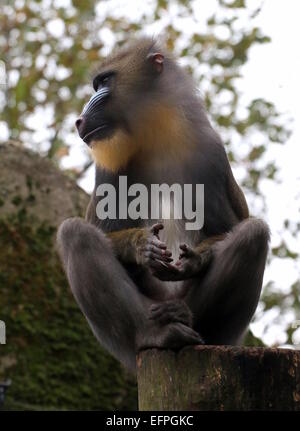 Mandrill immaturi di scimmia (Mandrillus sphinx) in posa su un palo Foto Stock