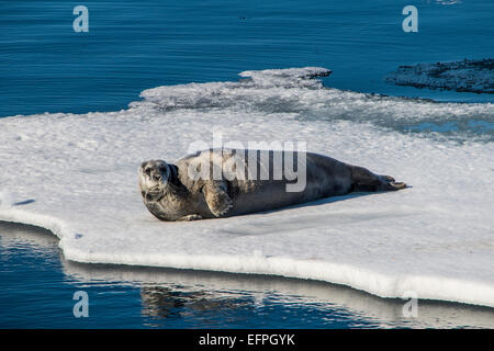 Guarnizione inanellato (Pusa hispida) giacente su un glaçon, piattaforma artica, Svalbard, Arctic Foto Stock