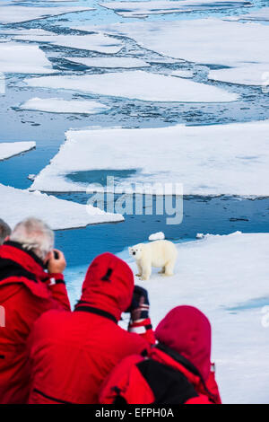 Orso polare (Ursus maritimus) su un glaçon nell'Artico ripiano, Svalbard, Arctic Foto Stock