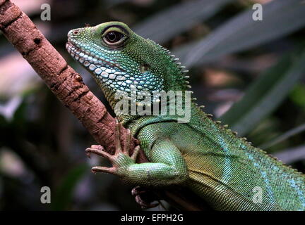 Cinese o asiatico acqua verde Dragon (Physignathus cocincinus) che pongono in una struttura ad albero Foto Stock