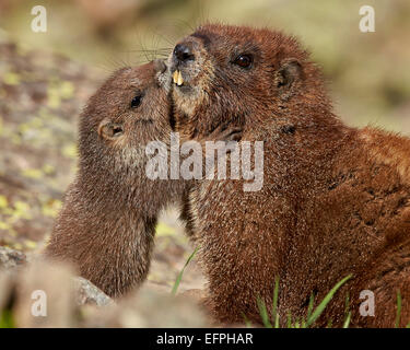 Marmotta di ventre giallo (yellowbelly marmotta (Marmota flaviventris) giovani e adulti, San Juan National Forest, Colorado, STATI UNITI D'AMERICA Foto Stock