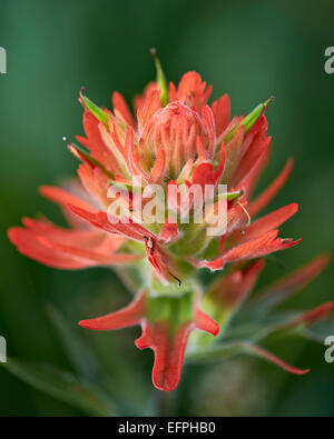 Gigante pennello rosso scarlatto (paintbrush) (Indian paintbrush) (Castilleja miniata), San Juan National Forest, Colorado, STATI UNITI D'AMERICA Foto Stock