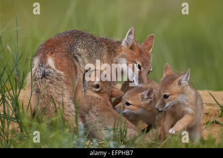 Swift volpe (Vulpes vulpes velox) infermieristica, Pawnee prateria nazionale, Colorado, Stati Uniti d'America, America del Nord Foto Stock