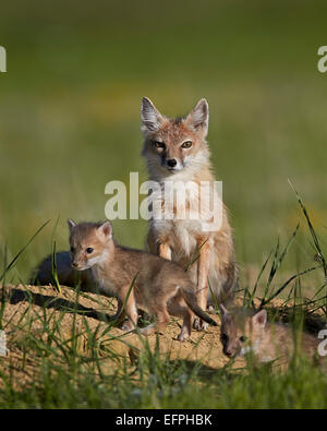 Swift volpe (Vulpes vulpes velox) per adulti e due kit, Pawnee prateria nazionale, Colorado, Stati Uniti d'America, America del Nord Foto Stock