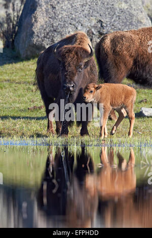 (Bison bison bison) vacca e vitello in primavera, il Parco Nazionale di Yellowstone, UNESCO, Wyoming, Stati Uniti d'America Foto Stock