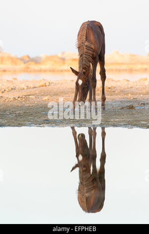 Arabian Horse puledra castagno-puledro specchiata shallwo acqua Egitto Foto Stock