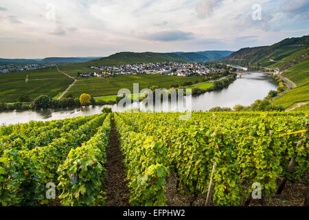 Vigneti attorno il Moselle a Trittenheim, Valle della Mosella, Renania-Palatinato, Germania, Europa Foto Stock