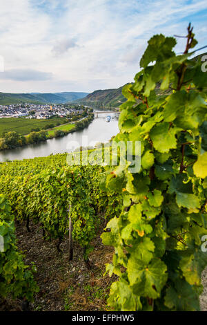 Vigneti attorno il Moselle a Trittenheim, Valle della Mosella, Renania-Palatinato, Germania, Europa Foto Stock