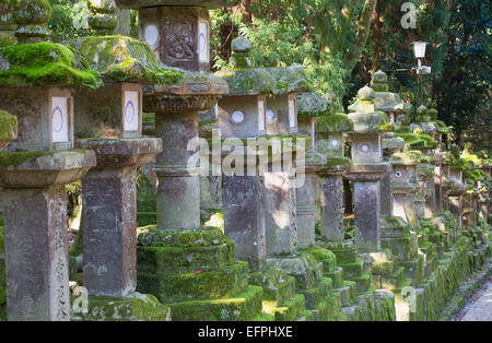 Lanterne di pietra al crepuscolo in corrispondenza di Kasuga Taisha Sacrario, Sito Patrimonio Mondiale dell'UNESCO, Nara, Kansai, Giappone, Asia Foto Stock