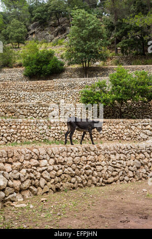 La Granja a Maiorca è un museo vivente dell'isola di folklore Storia Foto Stock