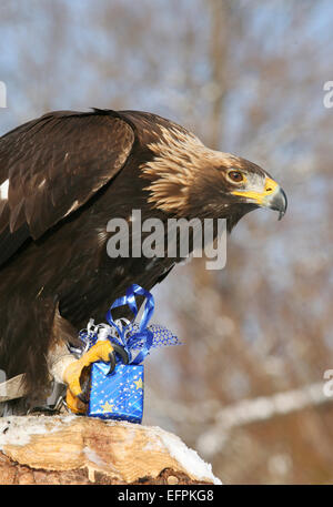 Aquila reale Aquila chrysaetos appollaiato ceppo di albero tenendo smal pacco regalo talons " Germania Foto Stock