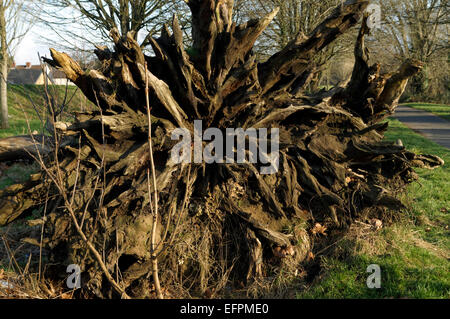 Radici di caduti castagno castanea sativa , Cardiff Wales. Foto Stock