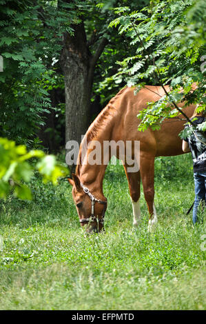 A inizio estate cavallo assaporerete fresca erba succosa. Il cavallo nel verde della foresta. Foto Stock