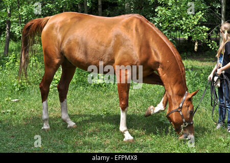 Un cavallo in una radura della foresta. A inizio estate cavallo assaporerete fresca erba succosa. Foto Stock