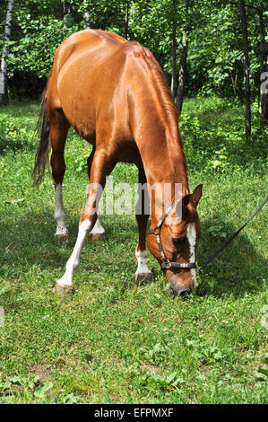 A inizio estate cavallo assaporerete fresca erba succosa. Il cavallo nel verde della foresta. Foto Stock