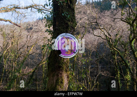 Gruffalo nei boschi boschi Cardinham frequentata da escursionisti, ciclisti ed escursionisti di cane vicino a Bodmin, North Cornwall. Foto Stock